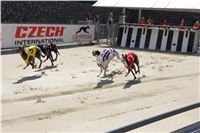 Chrt_dostihy_Greyhound_Racing_Prague_Grand_Prix_5430.JPG