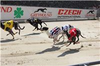 Chrt_dostihy_Greyhound_Racing_Prague_Grand_Prix_5431.JPG