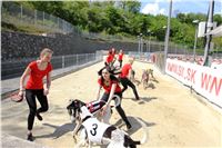 Chrt_dostihy_Greyhound_Racing_Prague_Grand_Prix_5436.JPG