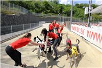 Chrt_dostihy_Greyhound_Racing_Prague_Grand_Prix_5437.JPG