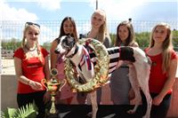 Chrt_dostihy_Greyhound_Racing_Prague_Grand_Prix_5452.JPG