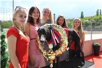 Chrt_dostihy_Greyhound_Racing_Prague_Grand_Prix_5467.JPG