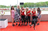 Chrt_dostihy_Greyhound_Racing_Prague_Grand_Prix_5479.JPG