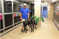 Chrti_trenink_Greyhound_Park_Motol_Praha_CGDF_IMG_5561.JPG