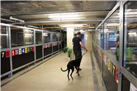 Chrti_trenink_Greyhound_Park_Motol_Praha_CGDF_IMG_5567.JPG