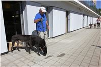 Chrti_trenink_Greyhound_Park_Motol_Praha_CGDF_IMG_5581.JPG