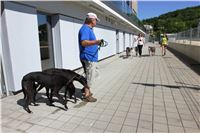 Chrti_trenink_Greyhound_Park_Motol_Praha_CGDF_IMG_5582.JPG