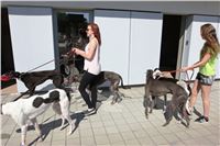 Chrti_trenink_Greyhound_Park_Motol_Praha_CGDF_IMG_5583.JPG