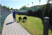 Chrti_trenink_Greyhound_Park_Motol_Praha_CGDF_IMG_5589.JPG