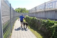 Chrti_trenink_Greyhound_Park_Motol_Praha_CGDF_IMG_5598.JPG