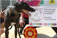 Chrti_trenink_Greyhound_Park_Motol_Praha_CGDF_IMG_5632.JPG