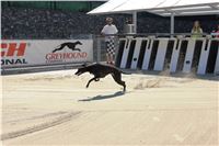 Chrti_trenink_Greyhound_Park_Motol_Praha_CGDF_IMG_5638.JPG