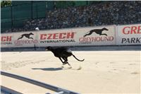 Chrti_trenink_Greyhound_Park_Motol_Praha_CGDF_IMG_5641.JPG