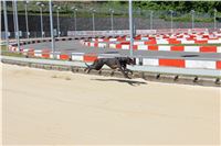 Chrti_trenink_Greyhound_Park_Motol_Praha_CGDF_IMG_5645.JPG