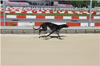 Chrti_trenink_Greyhound_Park_Motol_Praha_CGDF_IMG_5646.JPG