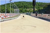 Chrti_trenink_Greyhound_Park_Motol_Praha_CGDF_IMG_5647.JPG