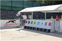 Chrti_trenink_Greyhound_Park_Motol_Praha_CGDF_IMG_5651.JPG