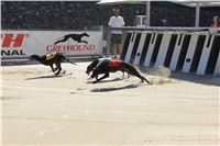 Chrti_trenink_Greyhound_Park_Motol_Praha_CGDF_IMG_5653.JPG