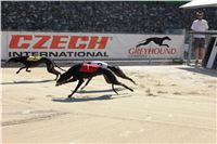 Chrti_trenink_Greyhound_Park_Motol_Praha_CGDF_IMG_5654.jpg