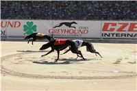 Chrti_trenink_Greyhound_Park_Motol_Praha_CGDF_IMG_5655.JPG