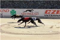 Chrti_trenink_Greyhound_Park_Motol_Praha_CGDF_IMG_5655.JPG