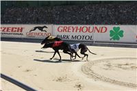 Chrti_trenink_Greyhound_Park_Motol_Praha_CGDF_IMG_5656.JPG