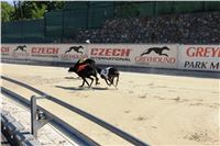 Chrti_trenink_Greyhound_Park_Motol_Praha_CGDF_IMG_5657.JPG