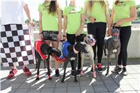 Chrti_trenink_Greyhound_Park_Motol_Praha_CGDF_IMG_5685.JPG