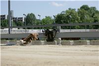 Chrti_trenink_Greyhound_Park_Motol_Praha_CGDF_NQ1M0011.JPG