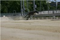 Chrti_trenink_Greyhound_Park_Motol_Praha_CGDF_NQ1M0023.JPG