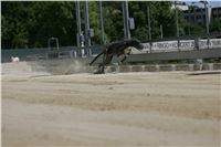 Chrti_trenink_Greyhound_Park_Motol_Praha_CGDF_NQ1M0023.JPG