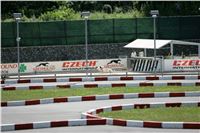 Chrti_trenink_Greyhound_Park_Motol_Praha_CGDF_NQ1M0027.JPG