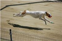 Chrti_trenink_Greyhound_Park_Motol_Praha_CGDF_NQ1M0033.JPG