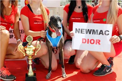 Chrt_dostihy_Race_1_CGDF_Greyhound_Racing_Praha.JPG