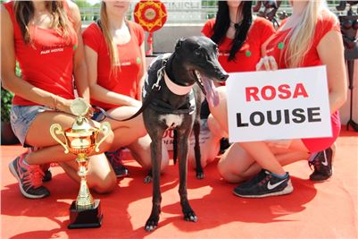 Chrt_dostihy_Race_2_CGDF_Greyhound_Racing_Praha.JPG