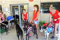 Chrt_dostihy_CGDF_Greyhound_Racing_Praha_Bookmakers_IMG_5737.JPG