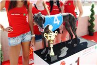 Chrt_dostihy_CGDF_Greyhound_Racing_Praha_Bookmakers_IMG_5752_v.JPG