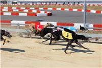 Chrt_dostihy_CGDF_Greyhound_Racing_Praha_Bookmakers_IMG_5812.JPG