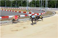 Chrt_dostihy_CGDF_Greyhound_Racing_Praha_Bookmakers_IMG_5814.JPG