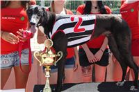 Chrt_dostihy_CGDF_Greyhound_Racing_Praha_Bookmakers_IMG_5834_v.JPG