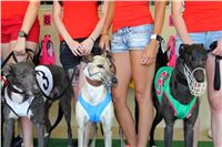 Chrt_dostihy_CGDF_Greyhound_Racing_Praha_Bookmakers_IMG_5862.JPG
