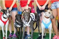 Chrt_dostihy_CGDF_Greyhound_Racing_Praha_Bookmakers_IMG_5864.JPG