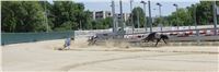 Chrt_dostihy_CGDF_Greyhound_Racing_Praha_Bookmakers_IMG_5894.JPG