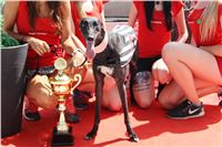 Chrt_dostihy_CGDF_Greyhound_Racing_Praha_Bookmakers_IMG_5928_v.JPG
