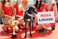 Chrt_dostihy_CGDF_Greyhound_Racing_Praha_Bookmakers_IMG_5938.JPG