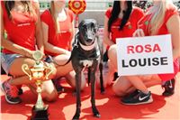Chrt_dostihy_CGDF_Greyhound_Racing_Praha_Bookmakers_IMG_5939.JPG