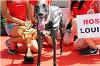 Chrt_dostihy_CGDF_Greyhound_Racing_Praha_Bookmakers_IMG_5941.JPG