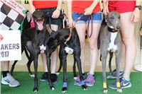 Chrt_dostihy_CGDF_Greyhound_Racing_Praha_Bookmakers_IMG_5952.JPG