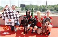Chrt_dostihy_CGDF_Greyhound_Racing_Praha_Bookmakers_IMG_5970.JPG