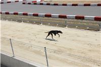 Chrt_dostihy_CGDF_Greyhound_Racing_Praha_Bookmakers_IMG_5980.JPG